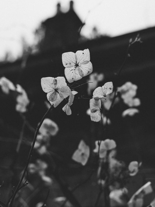 A Voice Above the Linn