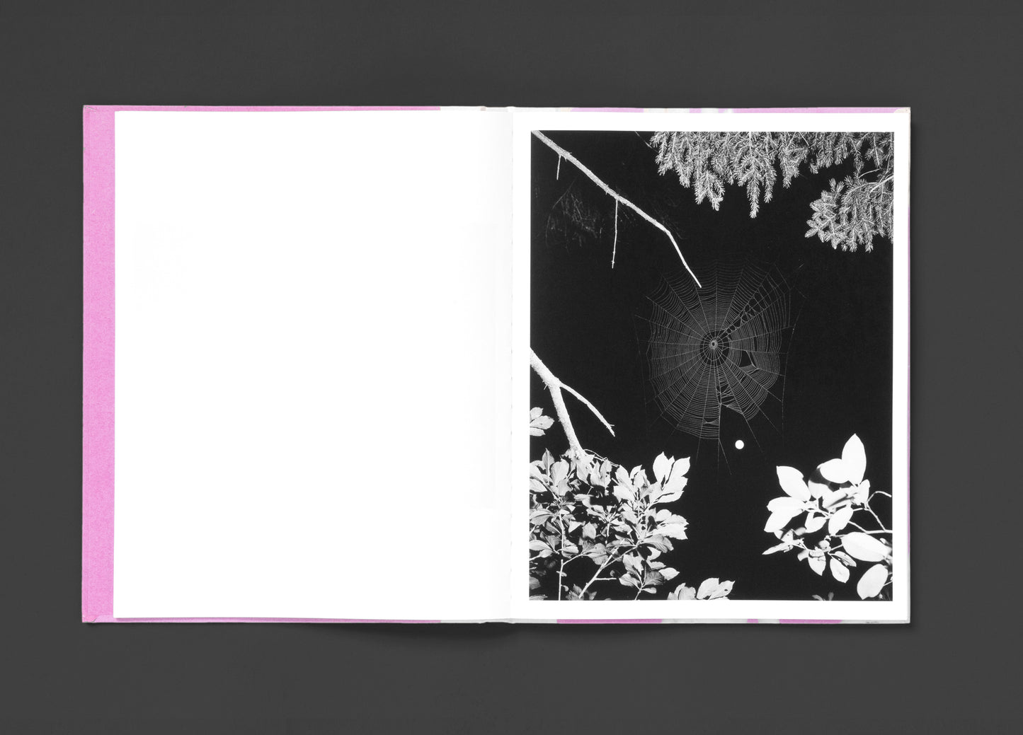 Flowers Drink the River